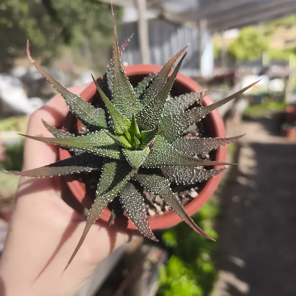 Haworthia sp 3
