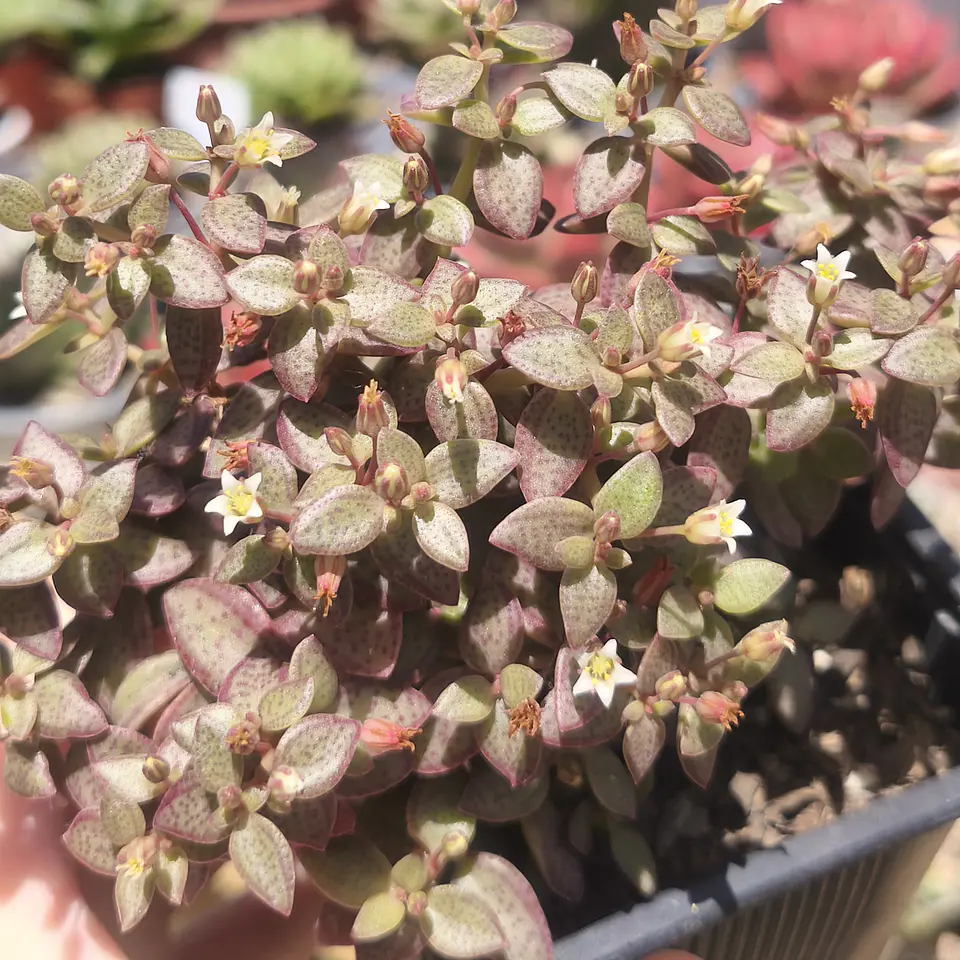 Crassula Volkensii 2