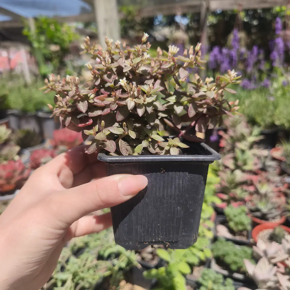 Crassula Volkensii 1