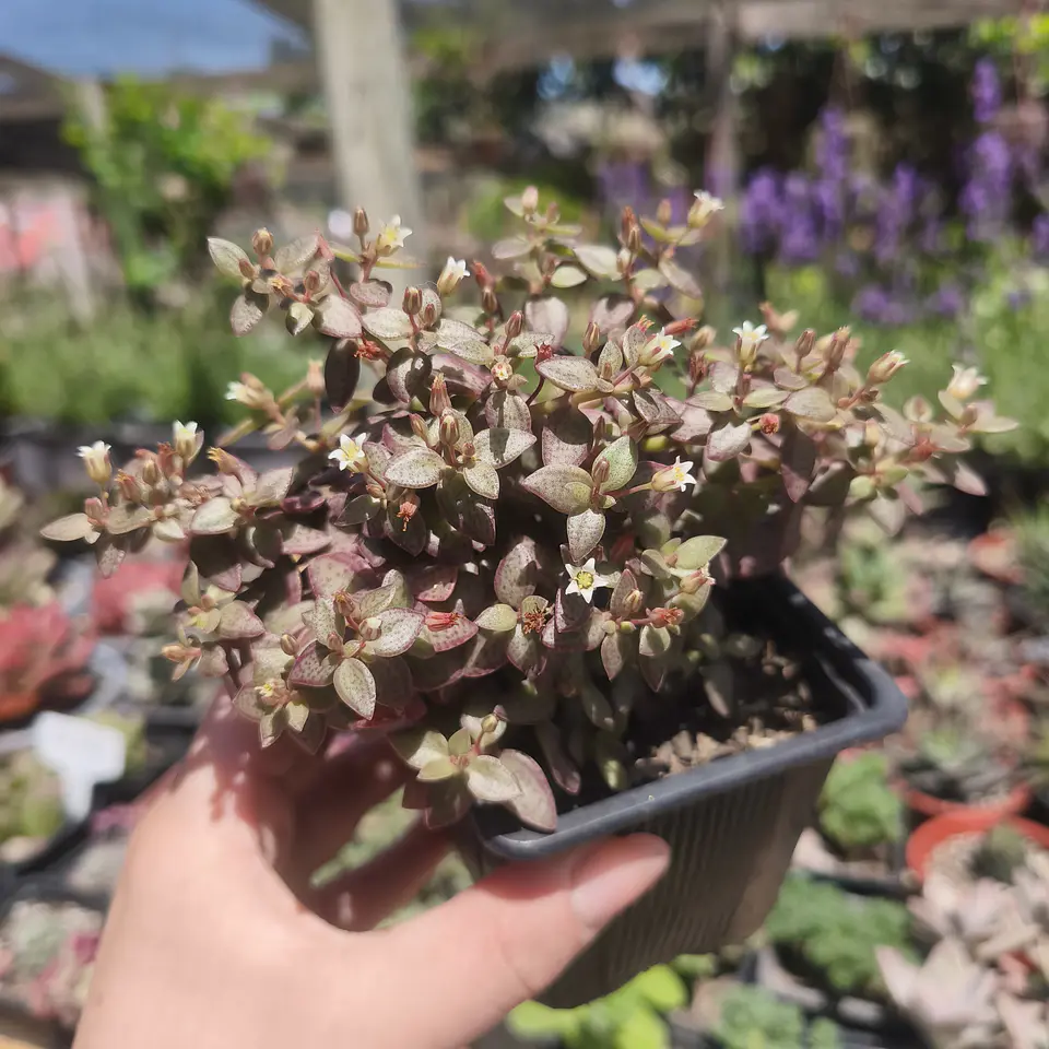Crassula Volkensii 3