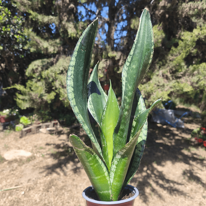 Sansevieria Whitney  2