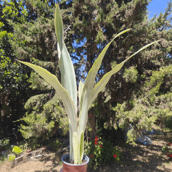 Sansevieria Siam Silver  1
