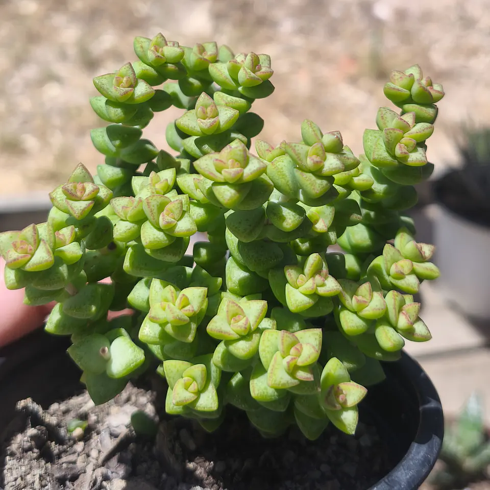 Crassula Tom Thumb 2