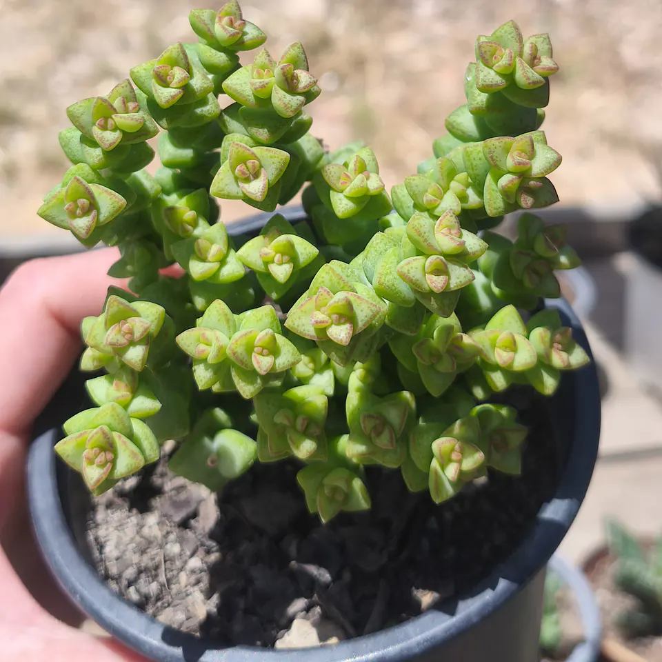 Crassula Tom Thumb 1