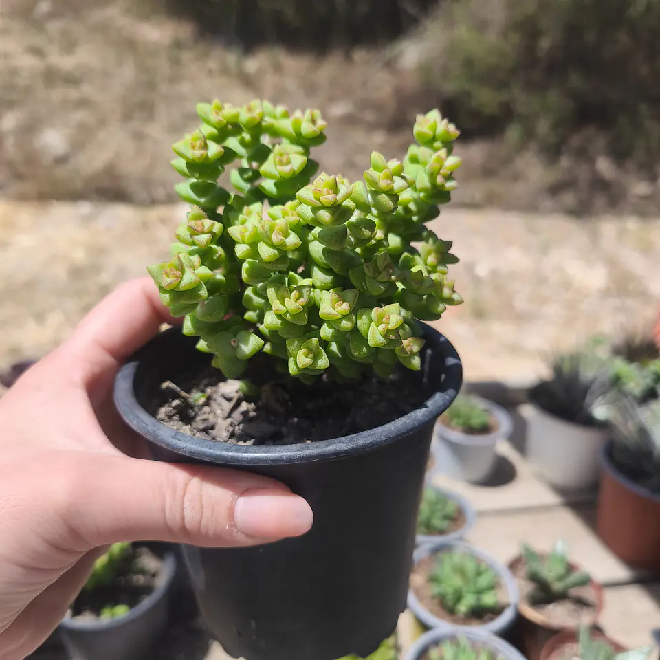 Crassula Tom Thumb 3
