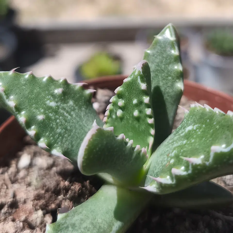 Faucaria Tuberculosa 2