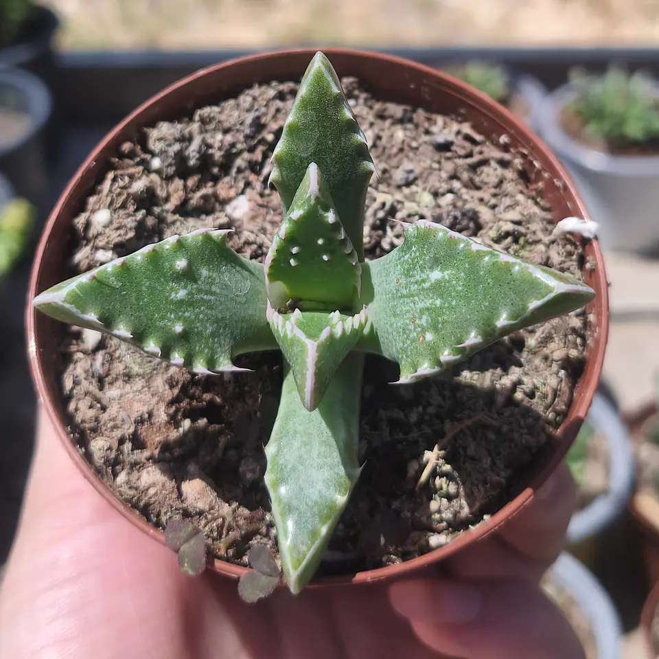 Faucaria Tuberculosa 3