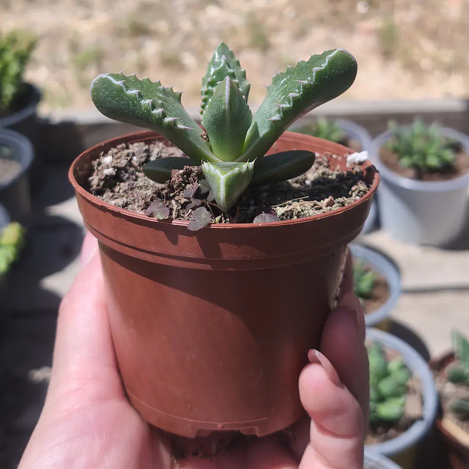 Faucaria Tuberculosa 4