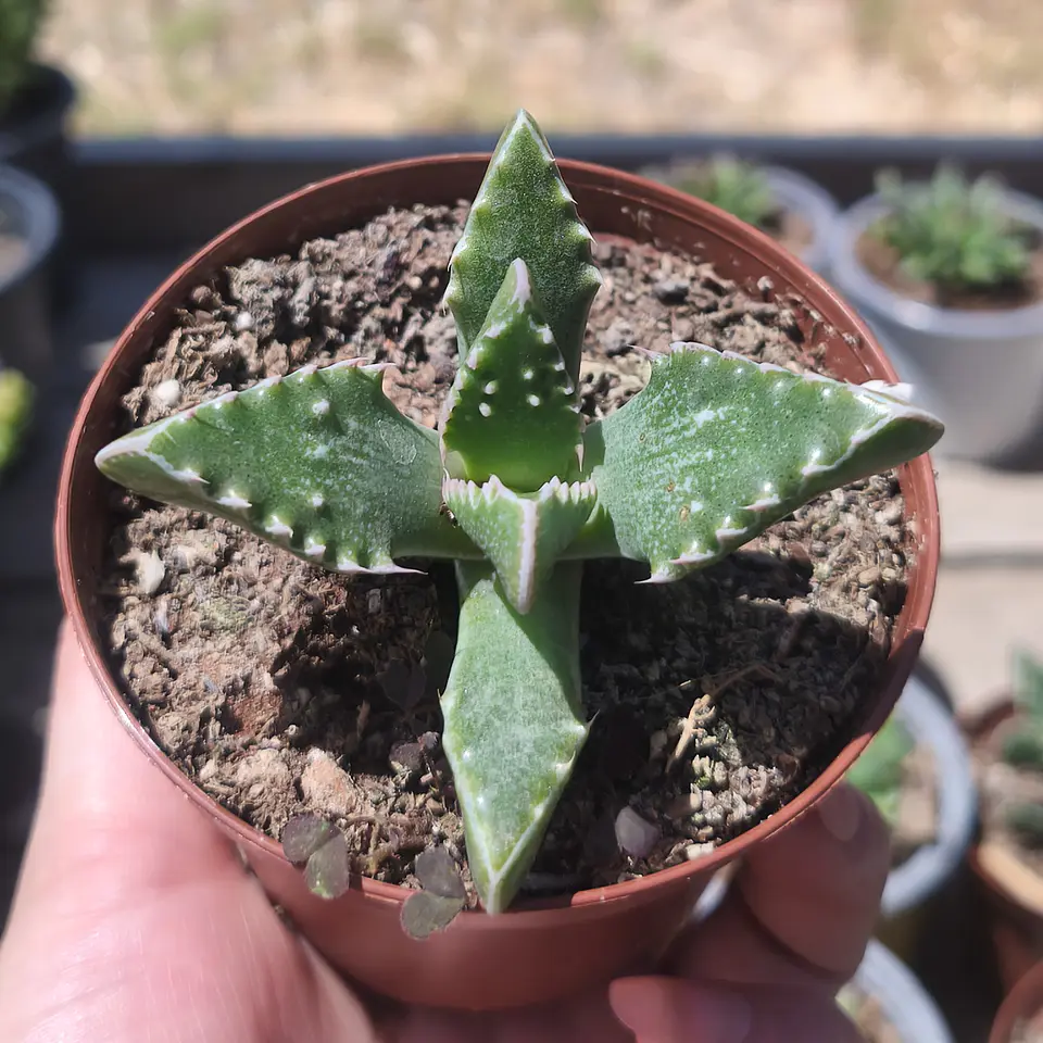 Faucaria Tuberculosa 1