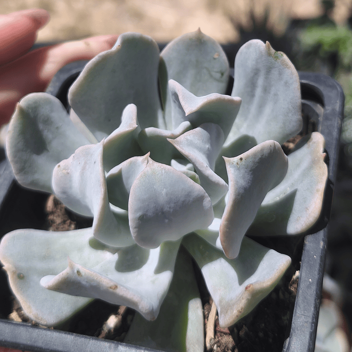Echeveria Swan Lake 1