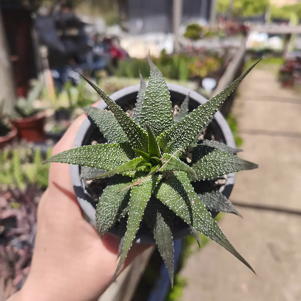 Haworthia sp 4