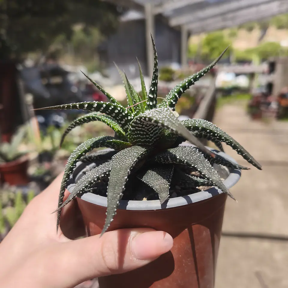 Haworthia sp 5