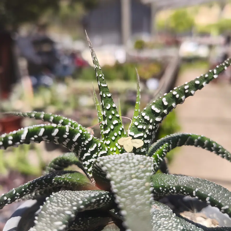Haworthia sp 6