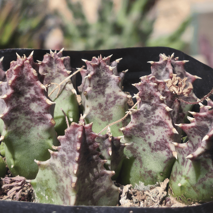Huernia KMP 107 1