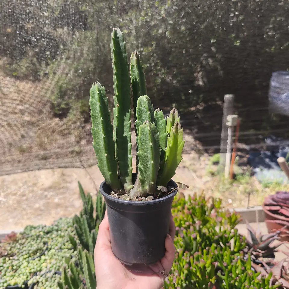 Stapelia Grandiflora 4