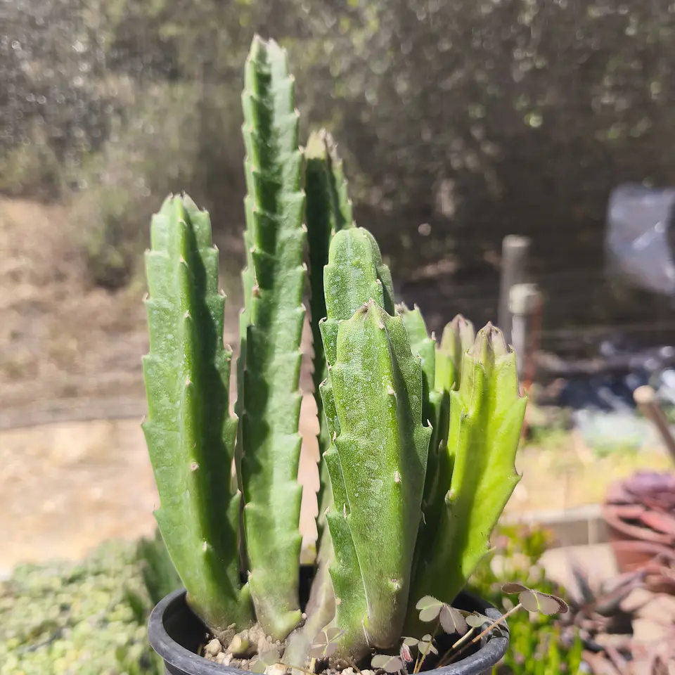Stapelia Grandiflora 1