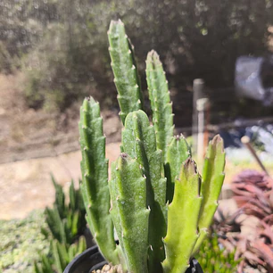 Stapelia Grandiflora