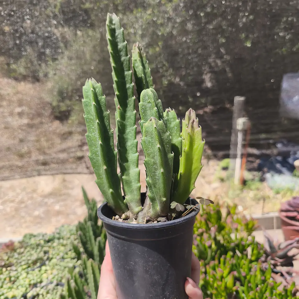 Stapelia Grandiflora 3