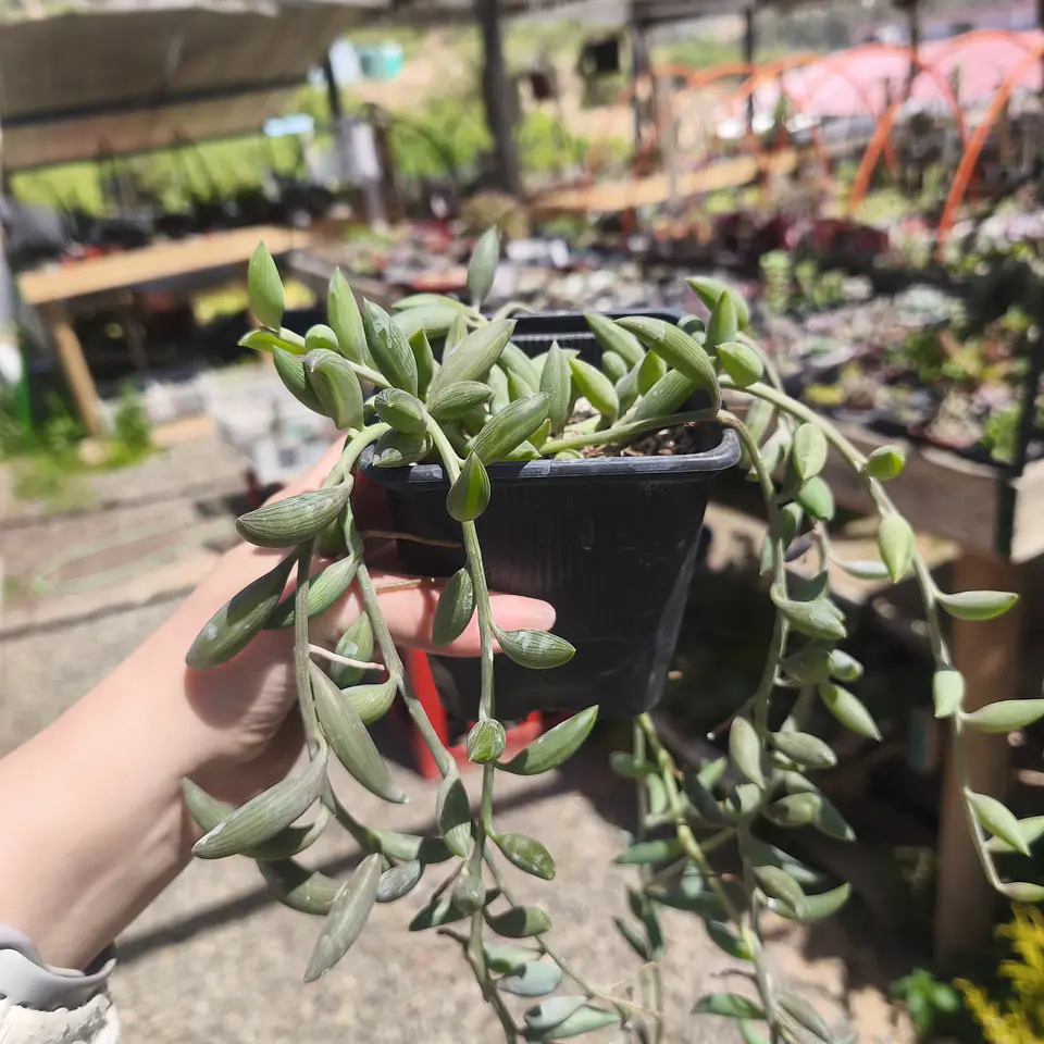 Senecio Radicans  1