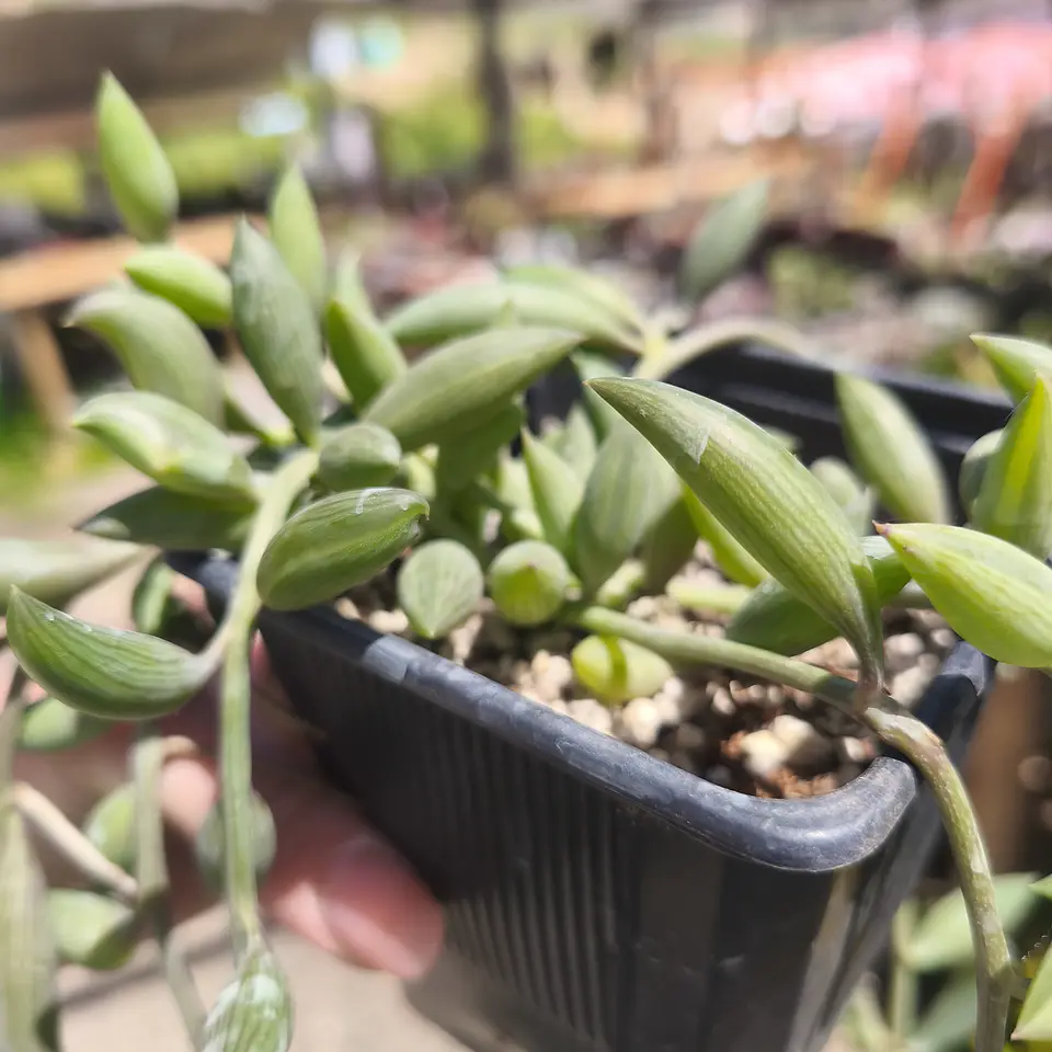 Senecio Radicans  2