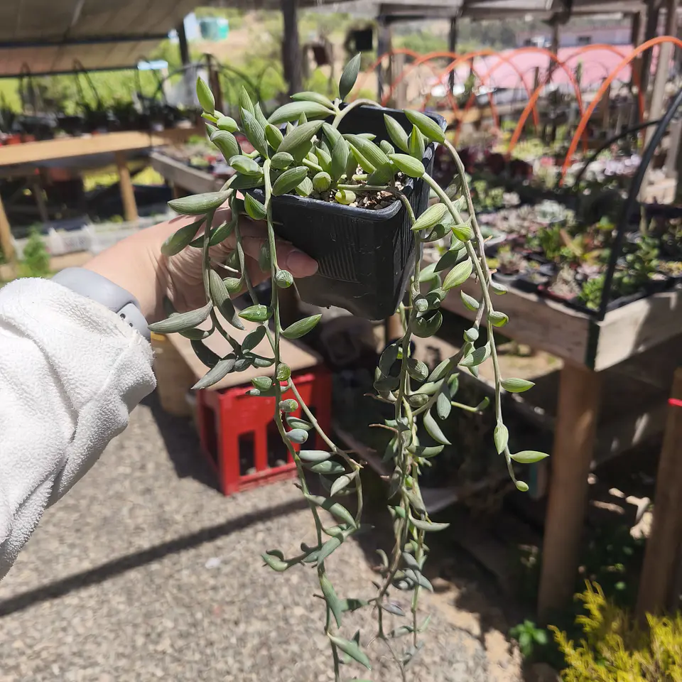 Senecio Radicans  4