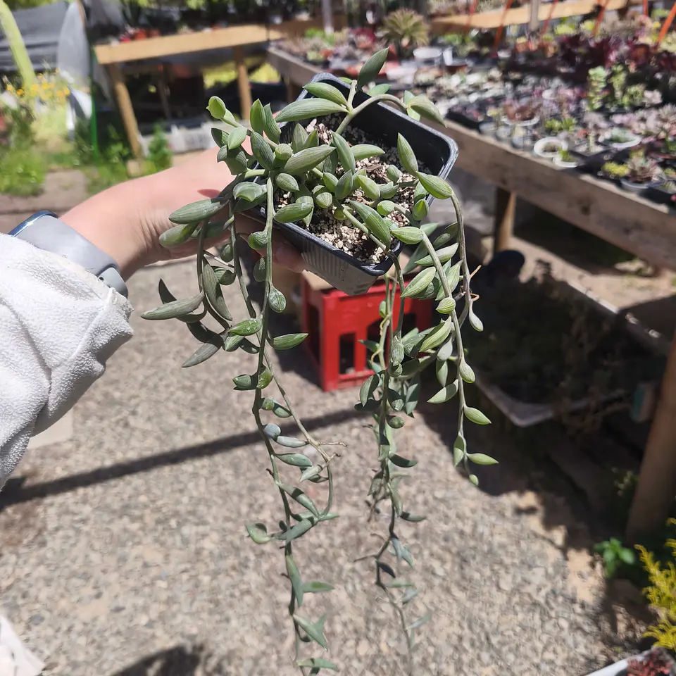 Senecio Radicans  3