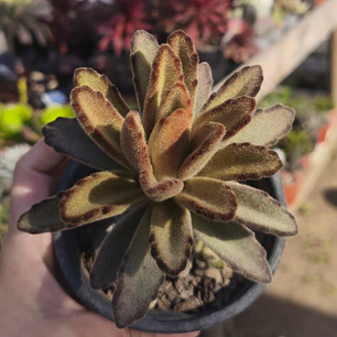 Kalanchoe Chocolate