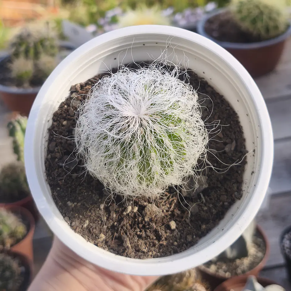 Cephalocereus senilis (Cactus viejito) (Cactus abuelo) 6