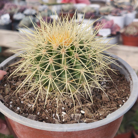 Echinocactus Grusonii - Asiento de suegra