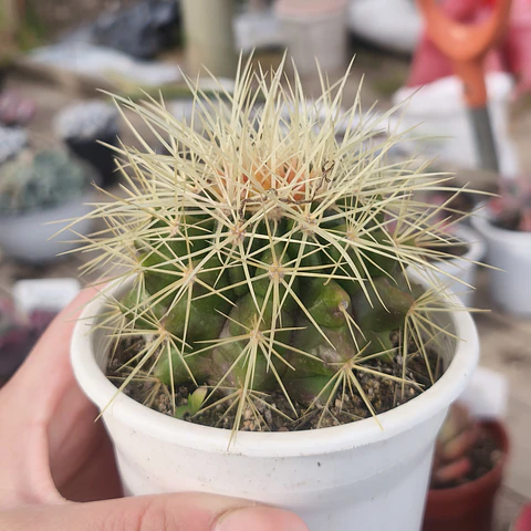 Echinocactus Grusonii - Asiento de suegra