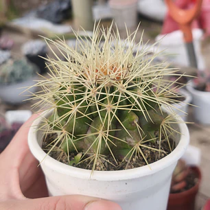 Echinocactus Grusonii - Asiento de suegra