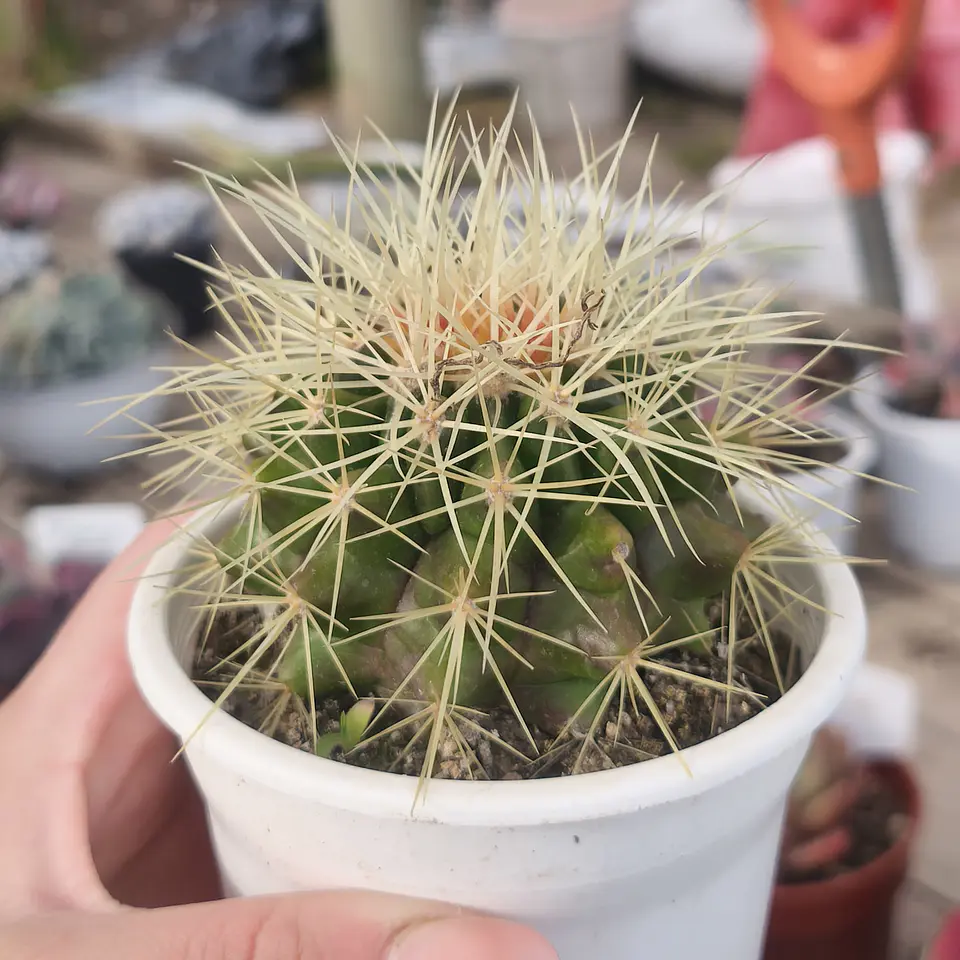 Echinocactus Grusonii - Asiento de suegra 2