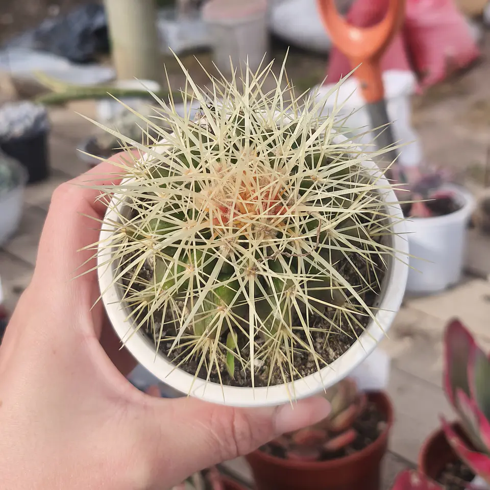 Echinocactus Grusonii - Asiento de suegra 3
