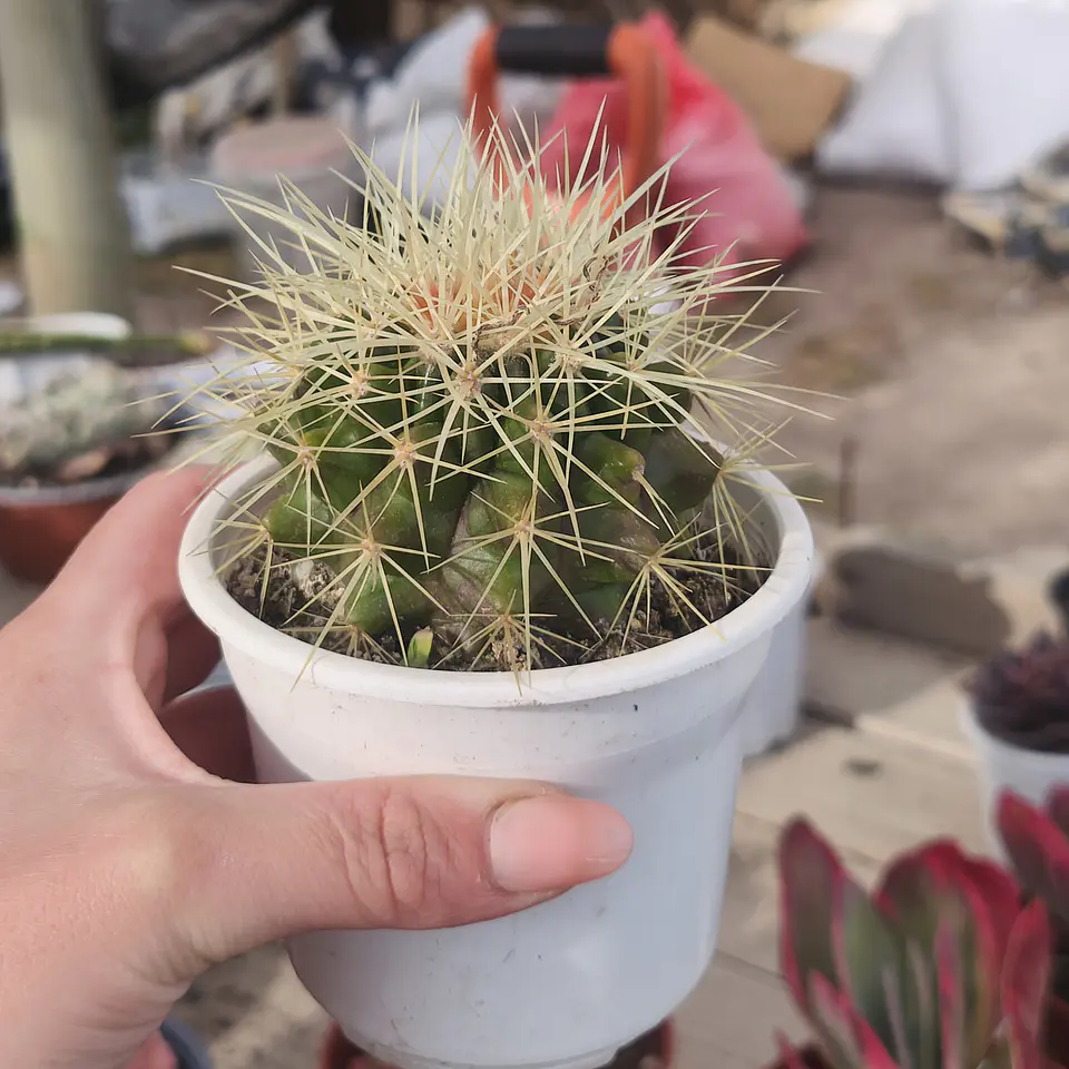Echinocactus Grusonii - Asiento de suegra 4