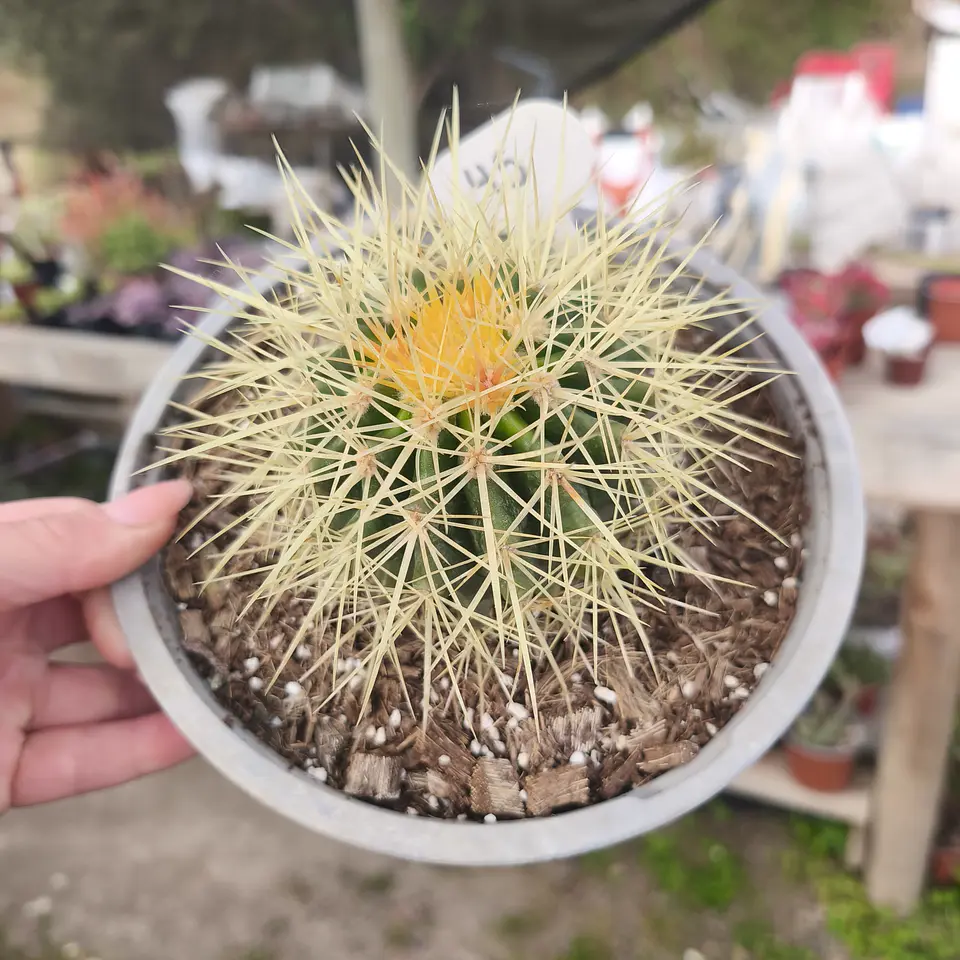 Echinocactus Grusonii - Asiento de suegra 5
