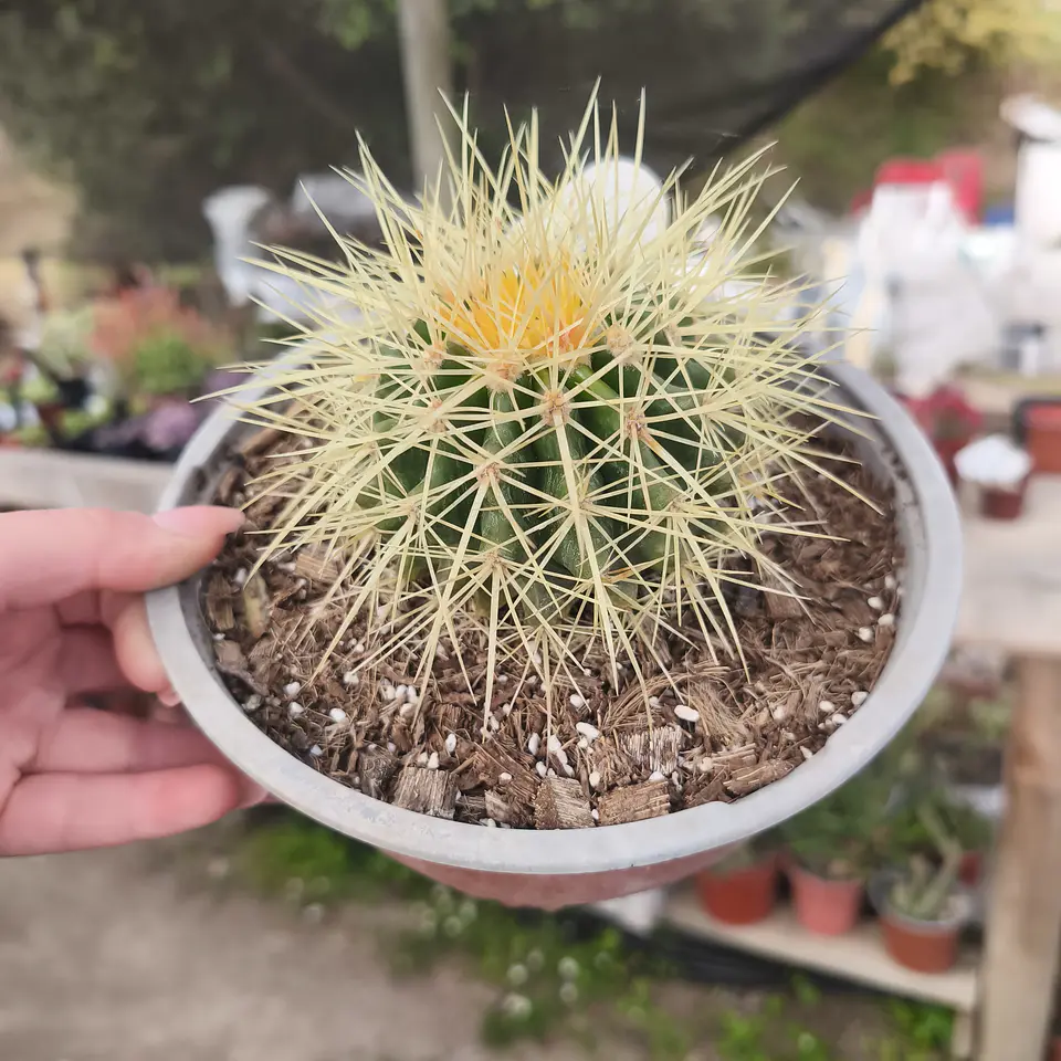 Echinocactus Grusonii - Asiento de suegra 6