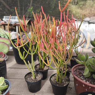 Euphorbia tirucali 