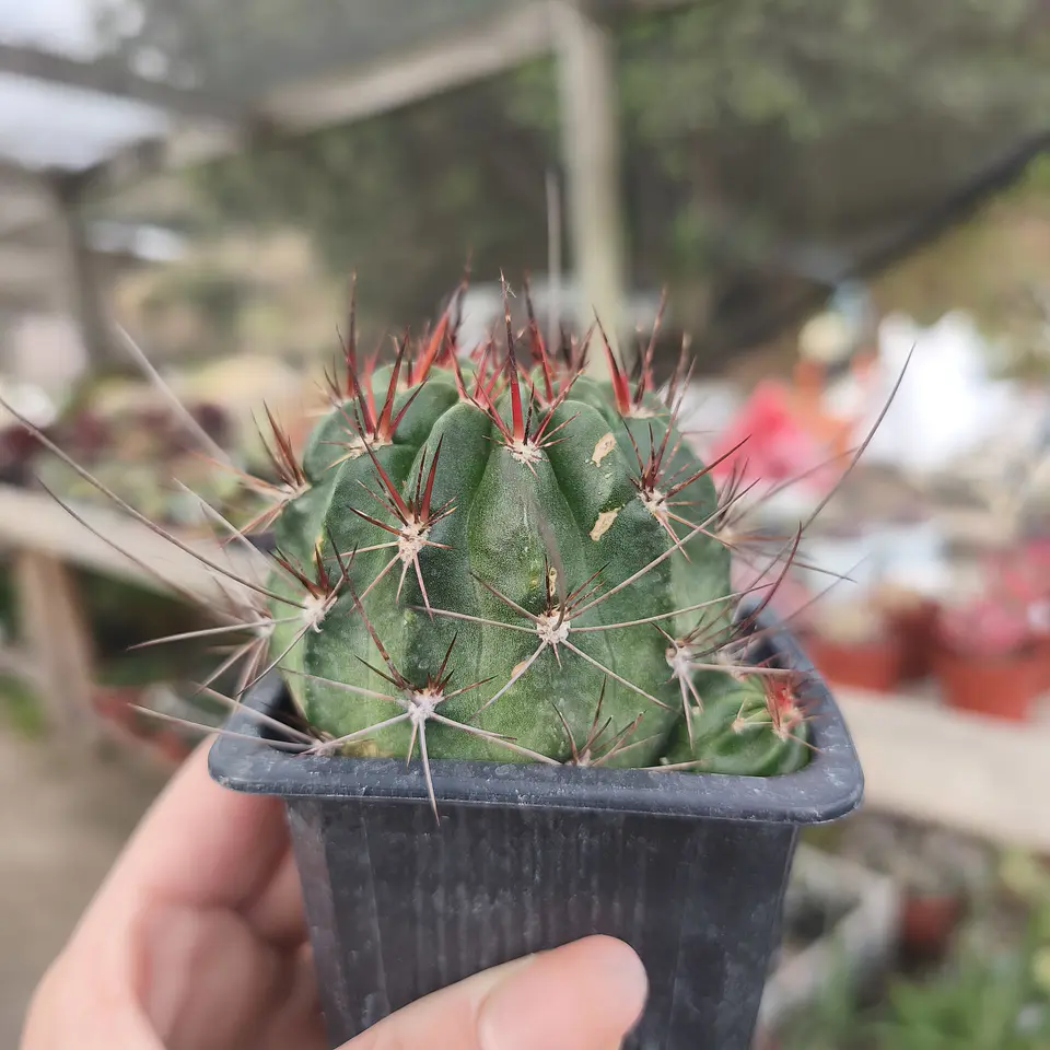 Melocactus ernestii 2