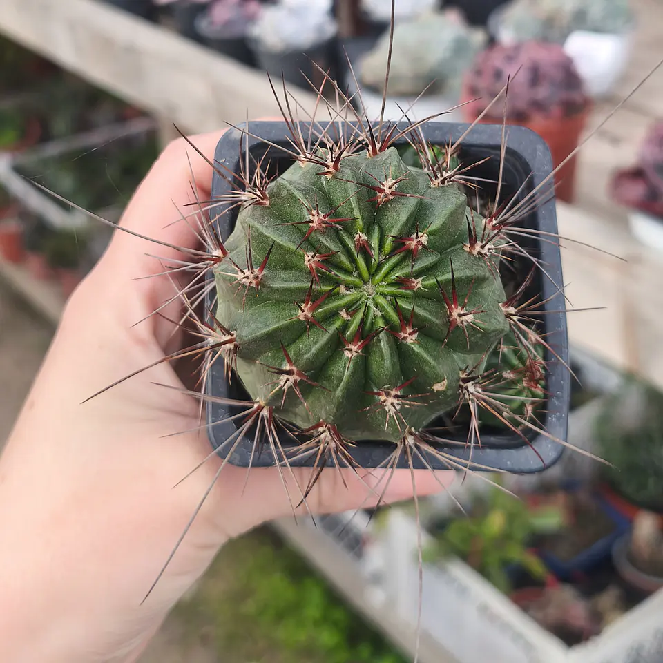 Melocactus ernestii 3