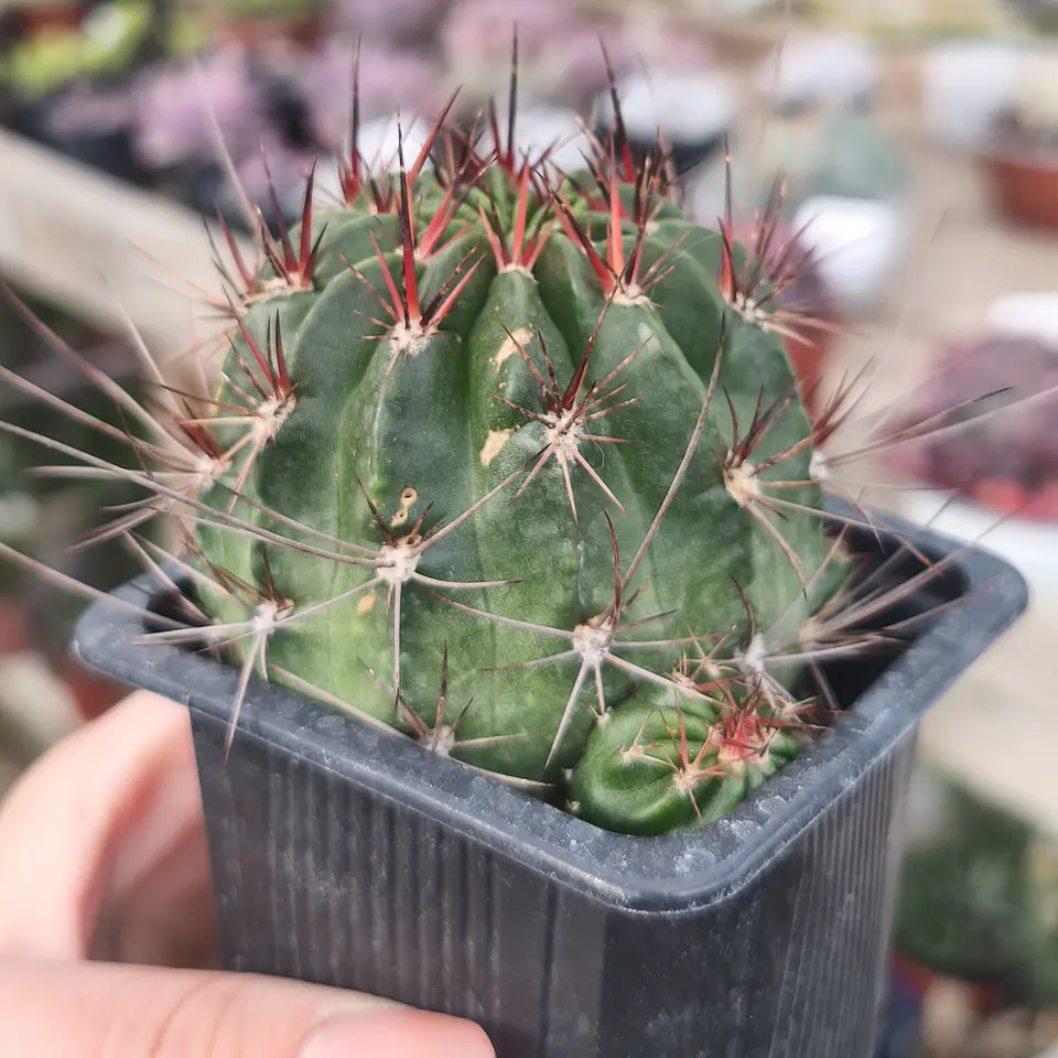 Melocactus ernestii 1