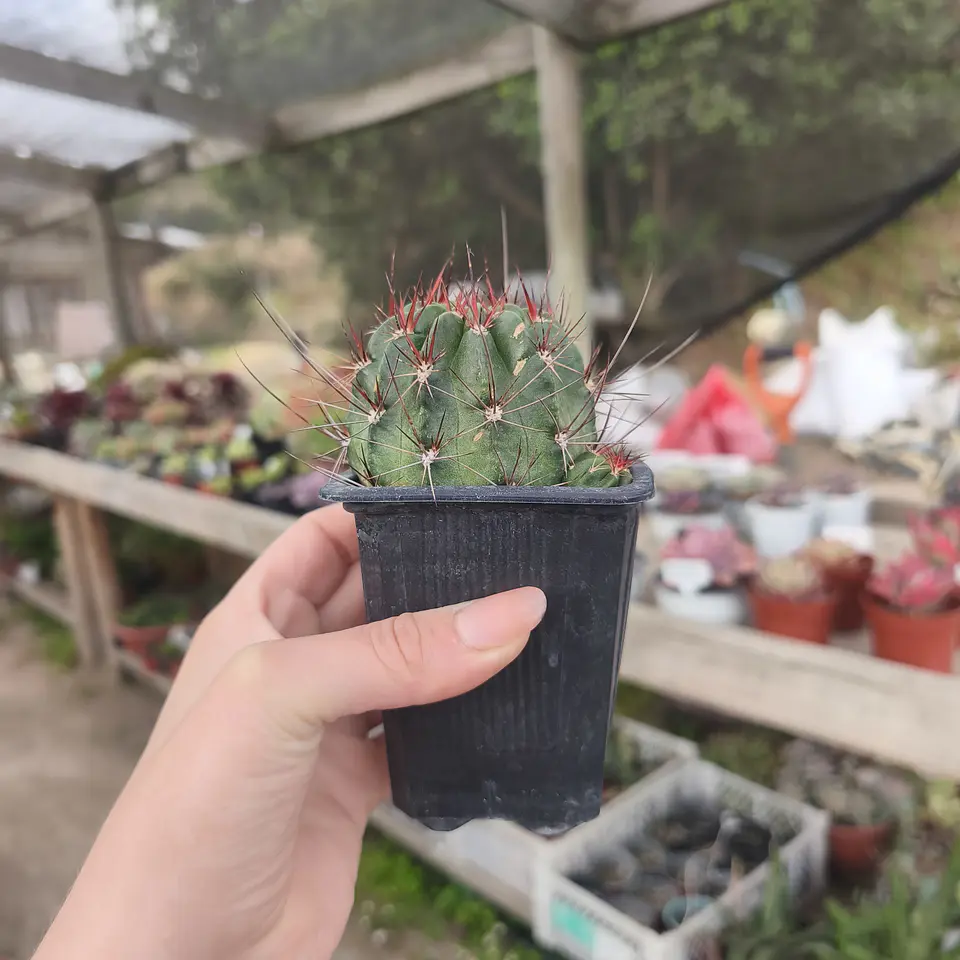 Melocactus ernestii 4