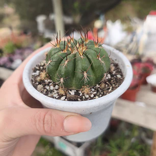 Matucana Polzii 