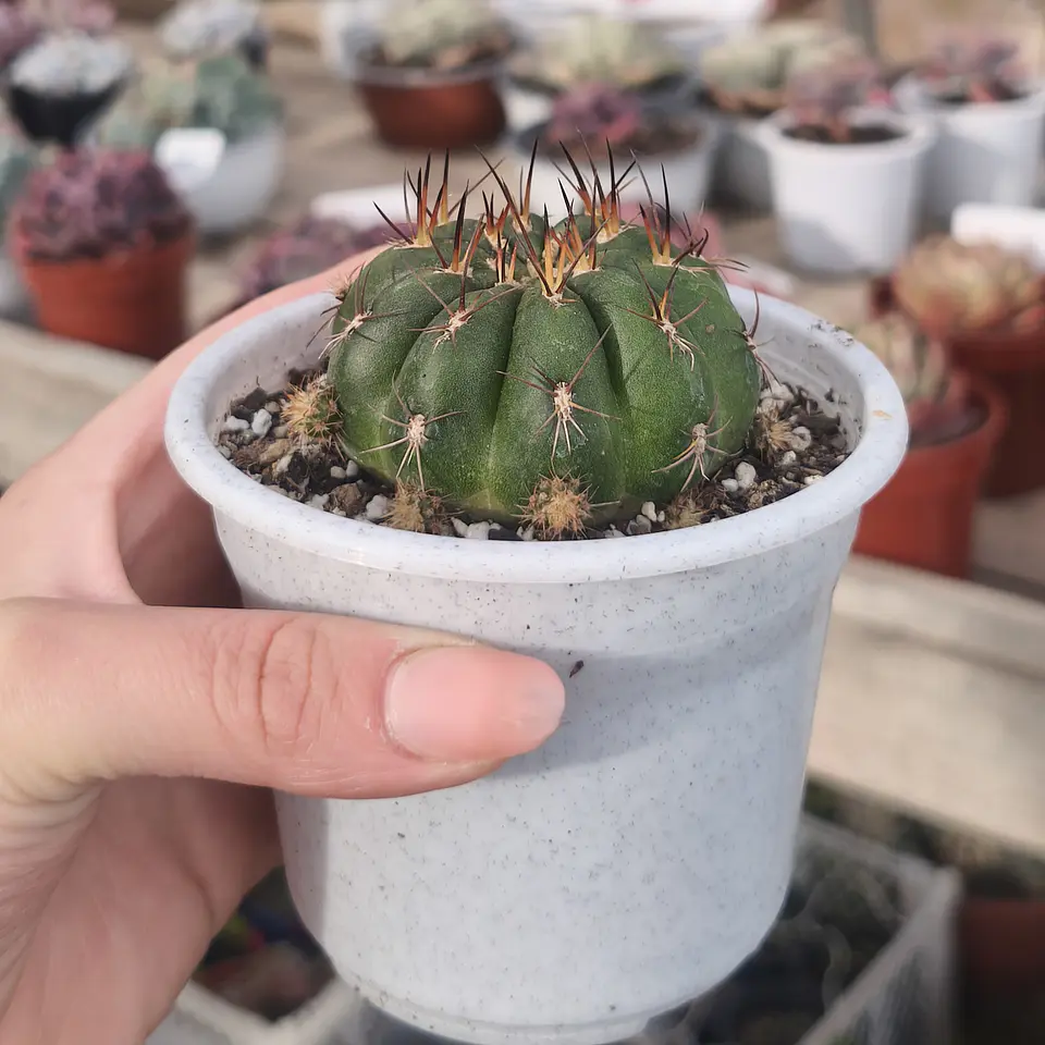 Matucana Polzii  3