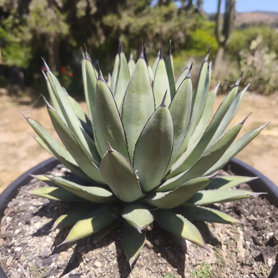 Agave Attenuata Blue Emperor  2