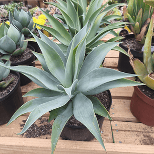 Agave Attenuata true Beauty 