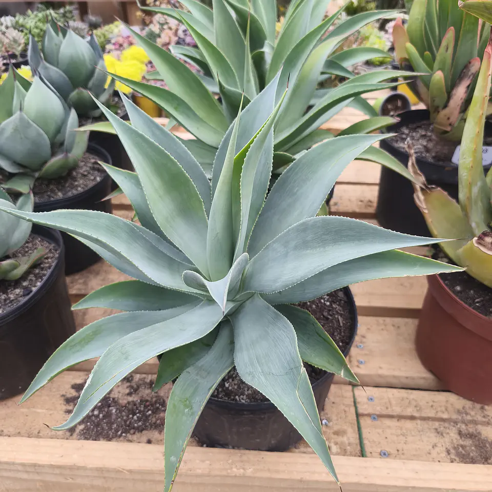 Agave Attenuata true Beauty  1