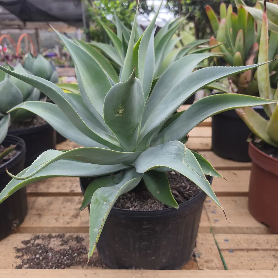 Agave Attenuata true Beauty  2