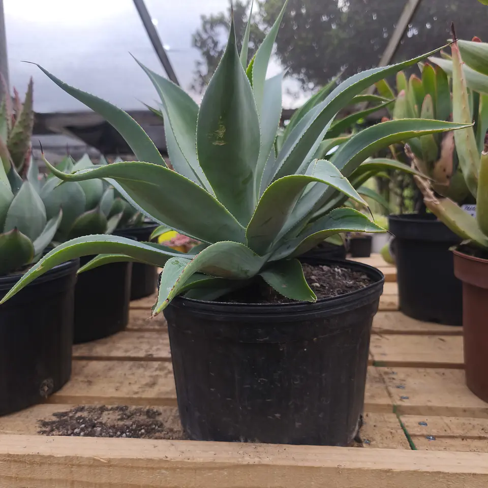Agave Attenuata true Beauty  3