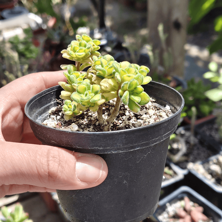 Aichryson bethencourtiatum variegatum 3