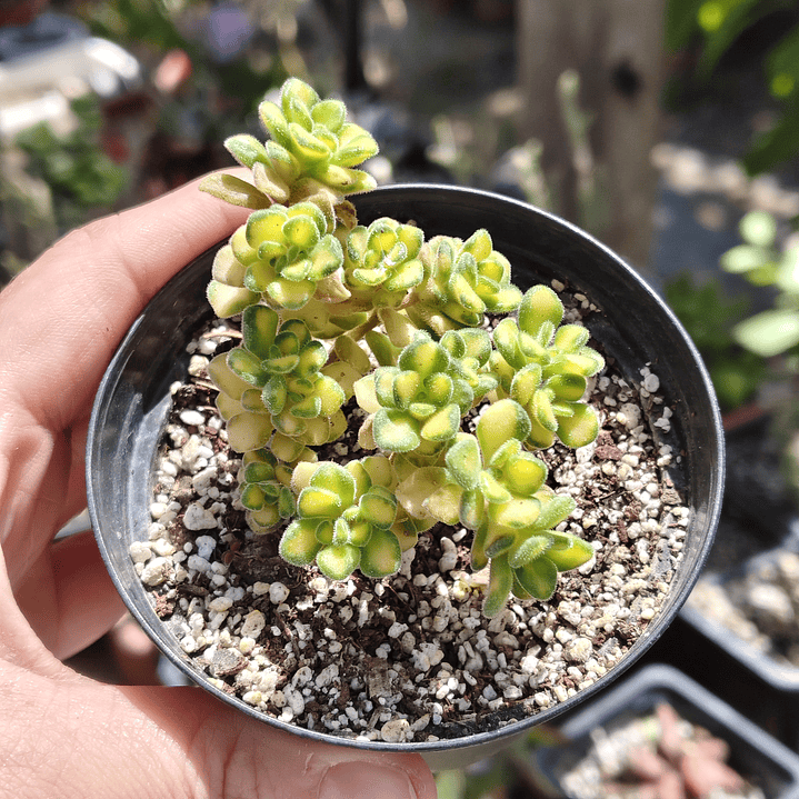 Aichryson bethencourtiatum variegatum 4